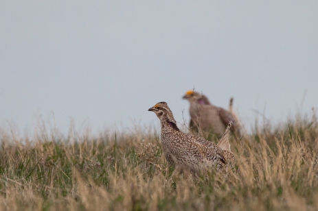 Sharptail Grouse-31
