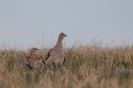 Sharptail Grouse-43