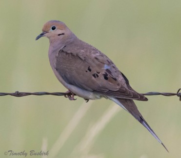 Mourning Dove-1-9