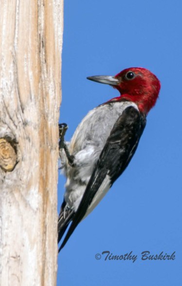 Red-headed Woodpecker-1